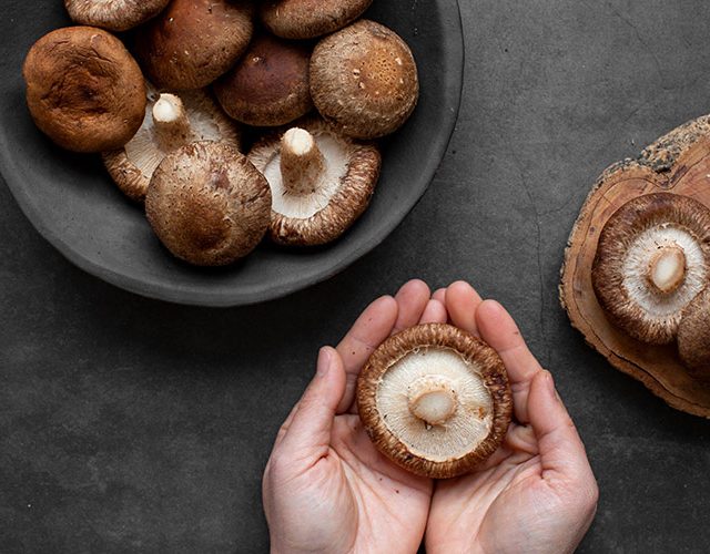 반려견, 반려묘, 이제는 반려버섯 시대가 열릴 것인가!