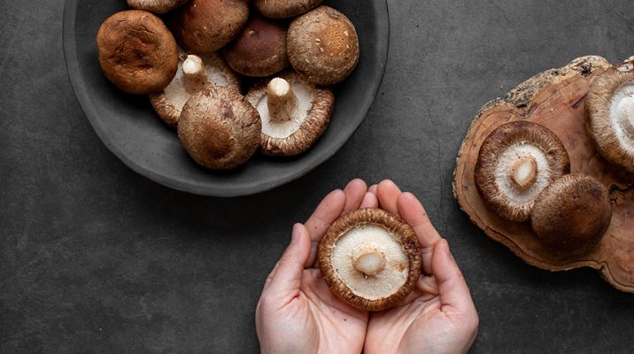 반려견, 반려묘, 이제는 반려버섯 시대가 열릴 것인가!